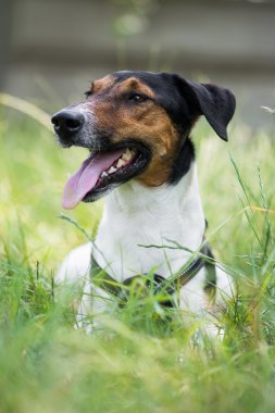 köpek dikkat
