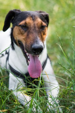 sevimli terrier köpek çim yalan