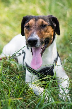 sevimli terrier köpek çim yalan