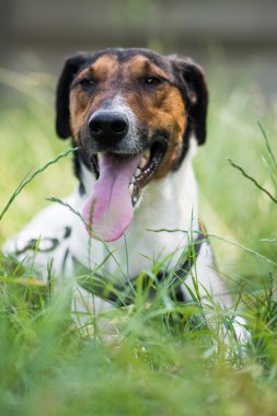 sevimli terrier köpek çim yalan