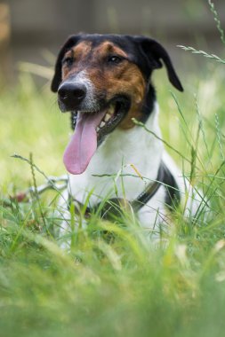 sevimli terrier köpek çim yalan