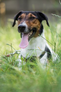 köpek dikkat