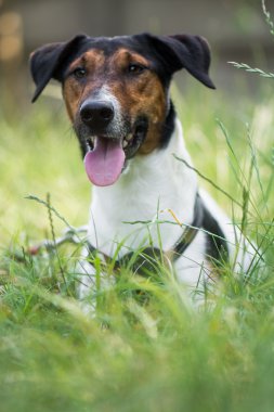 sevimli terrier köpek çim yalan