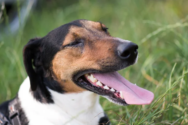 Anjing terrier lucu tergeletak di rumput — Stok Foto