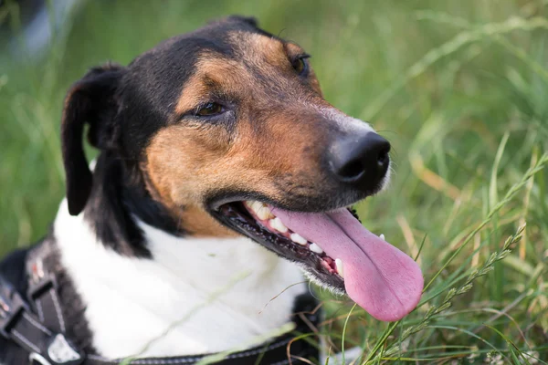 Cute terrier dog lying in grass — Stock Photo, Image