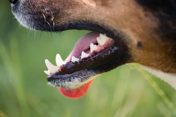 坚固的牙齿，狗口腔卫生 — 图库照片