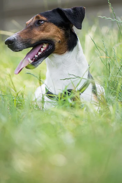 Cute terrier dog lying in grass — Stock Photo, Image