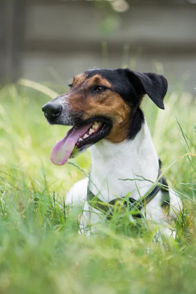 Cute terrier dog lying in grass — Stock Photo, Image