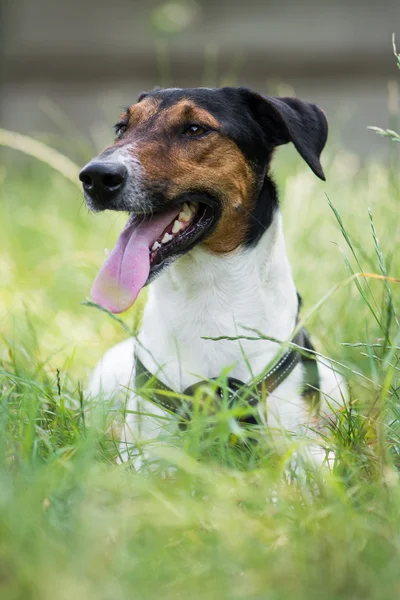 Cute terrier dog lying in grass — Stock Photo, Image