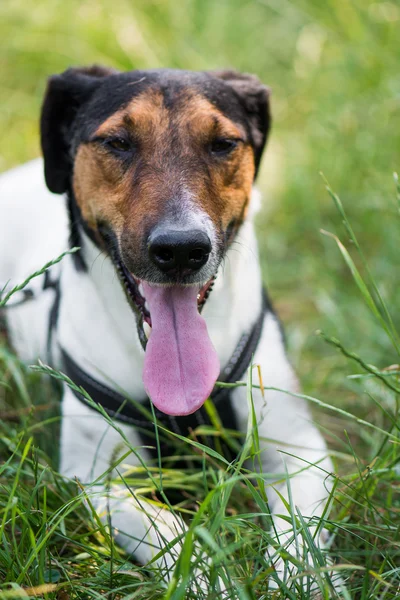 Sevimli köpek çim döşeme — Stok fotoğraf