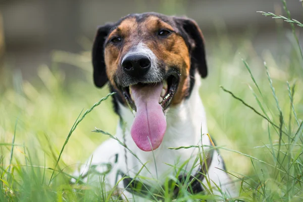 Anjing terrier lucu tergeletak di rumput — Stok Foto