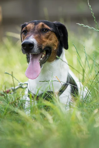 Милая собака-терьер, лежащая в траве — стоковое фото