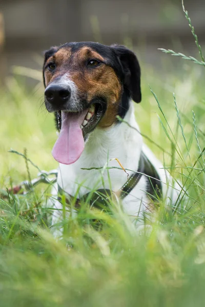 Cute terrier dog lying in grass — Stock Photo, Image