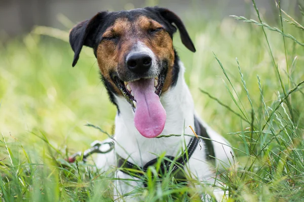 Cute terrier dog lying in grass — Stock Photo, Image