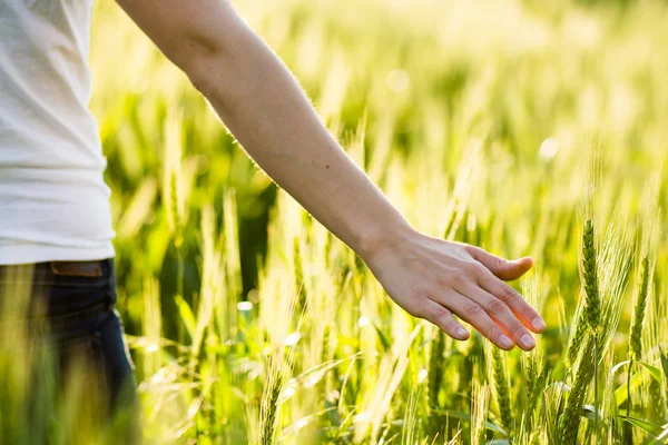 Mano de niña tocando trigo. Cosecha fresca . — Foto de Stock