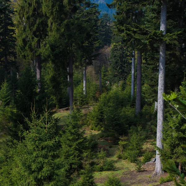 Forêt à feuilles persistantes — Photo