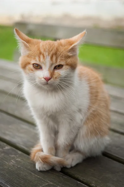 Kot korzystać z życia na wsi — Zdjęcie stockowe
