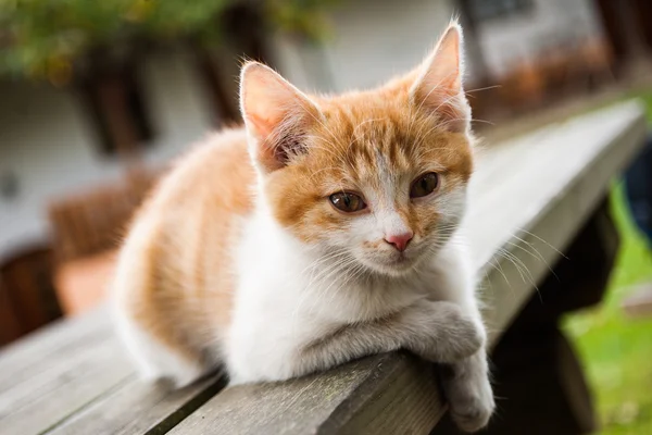 Kočka si užívat života země — Stock fotografie