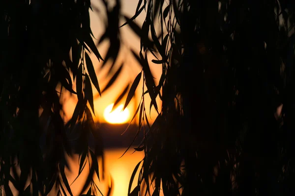 Tropische zonsondergang — Stockfoto