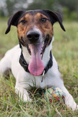 güzel köpek oynadıktan sonra bırakmasını