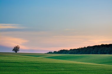 yaz günbatımı alan - peyzaj