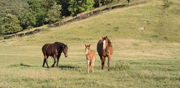 Pack av hästar — Stockfoto
