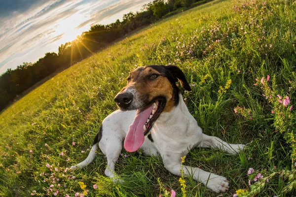 Sød hund udtrykker lykke - Stock-foto