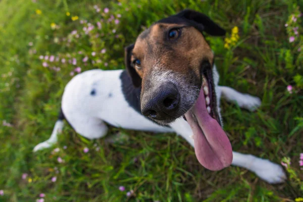 Симпатичная собака, выражающая счастье — стоковое фото