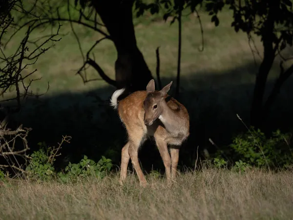 Rusa Rusa Hutan — Stok Foto