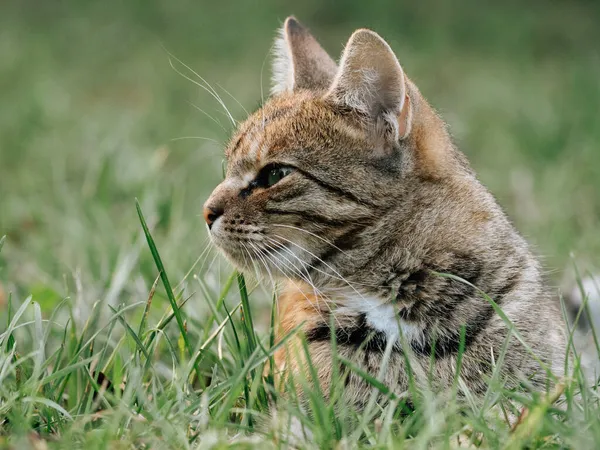 猫的肖像 外面的猫很可爱 — 图库照片