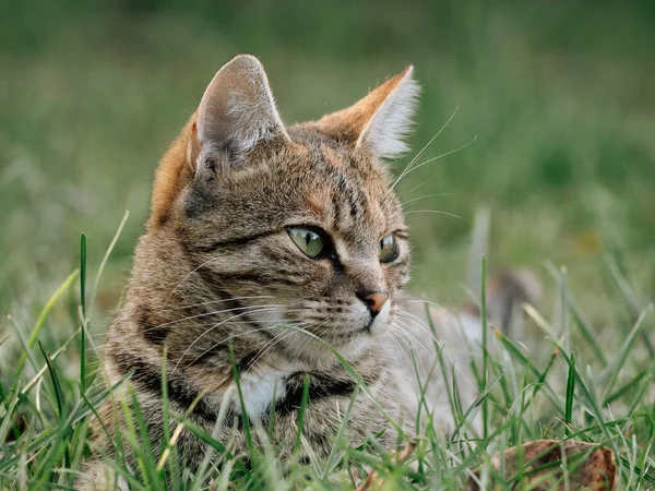 猫的肖像 外面的猫很可爱 — 图库照片