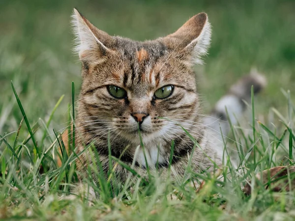 Retrato Gato Lindo Gato Aire Libre — Foto de Stock