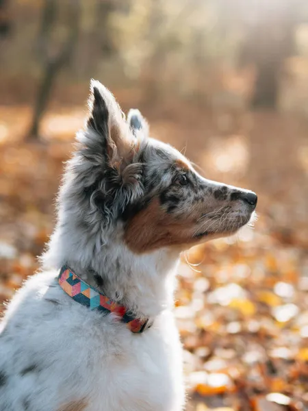 Blue Merle Border Collie Koira Syksyllä Metsässä Nuori Koira — kuvapankkivalokuva