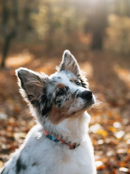 Blue Merle Border Collie Koira Syksyllä Metsässä Nuori Koira — kuvapankkivalokuva