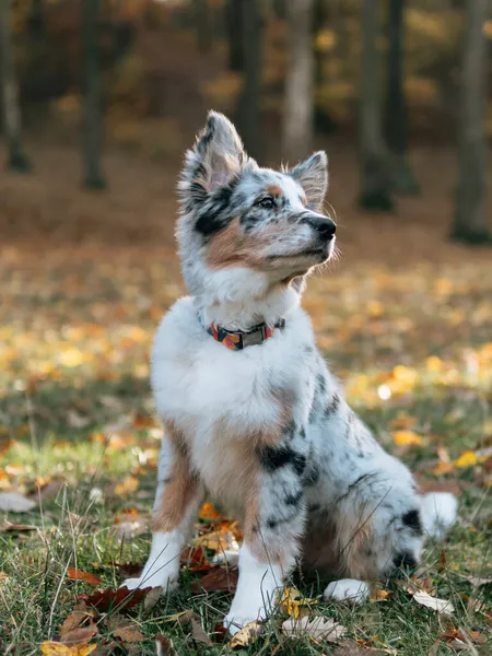 Μπλε Merle Border Collie Σκυλί Στο Δάσος Του Φθινοπώρου Νεαρό — Φωτογραφία Αρχείου