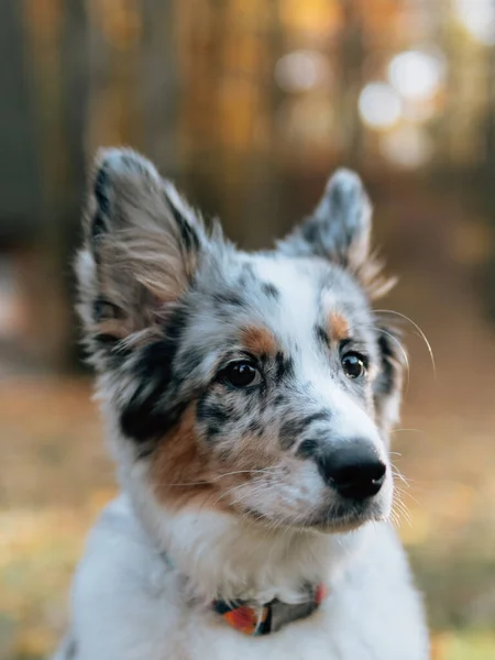 Perro Azul Merle Border Collie Bosque Otoño Joven Perro —  Fotos de Stock