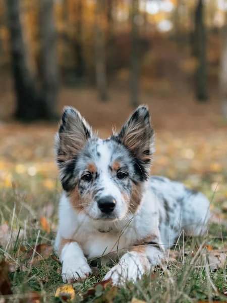 Blue Merle Border Collie Dog Hutan Musim Gugur Anjing Muda — Stok Foto