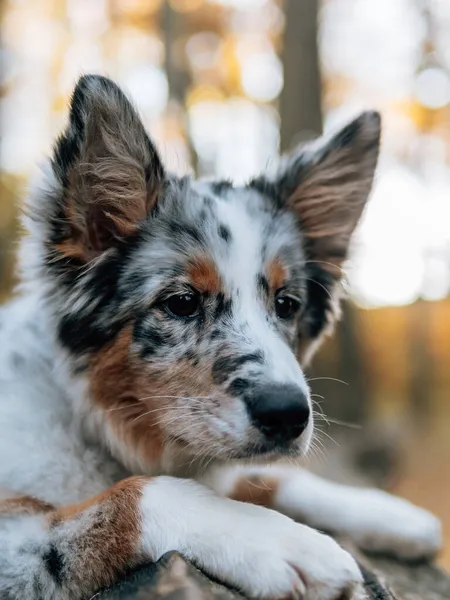 Blue Merle Border Collie Dog Autumn Forest Young Dog — Stock Photo, Image