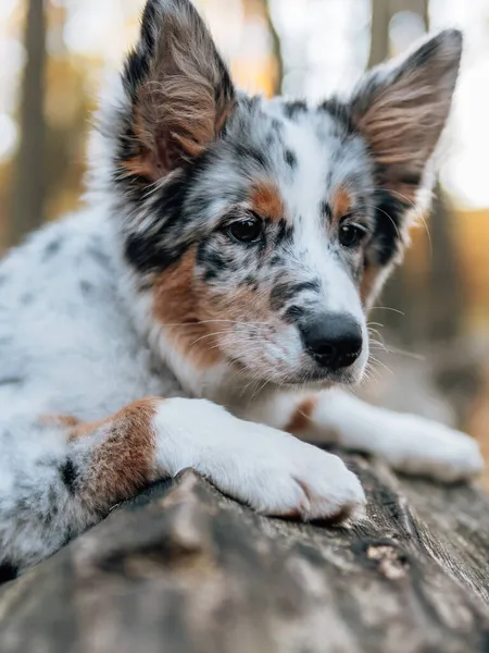 Blue Merle Border Collie Chien Forêt Automne Jeune Chien — Photo