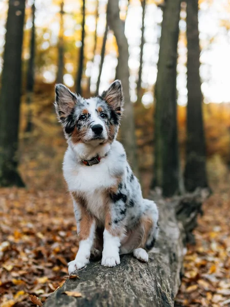 Kék Merle Border Collie Kutya Őszi Erdőben Fiatal Kutya — Stock Fotó