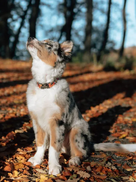 Blue Merle Border Collie Cane Nella Foresta Autunnale Giovane Cane — Foto Stock