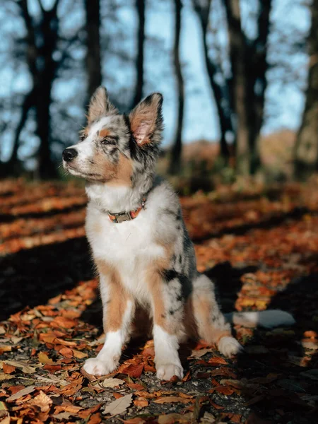 Μπλε Merle Border Collie Σκυλί Στο Δάσος Του Φθινοπώρου Νεαρό — Φωτογραφία Αρχείου