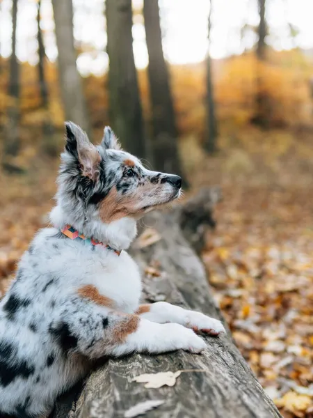 Blue Merle Border Collie Cão Floresta Outono Cão Jovem Fotos De Bancos De Imagens Sem Royalties