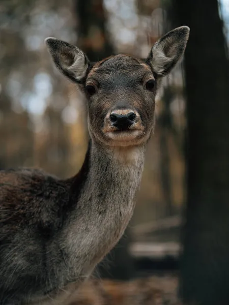 Deer Woods — Stock Photo, Image