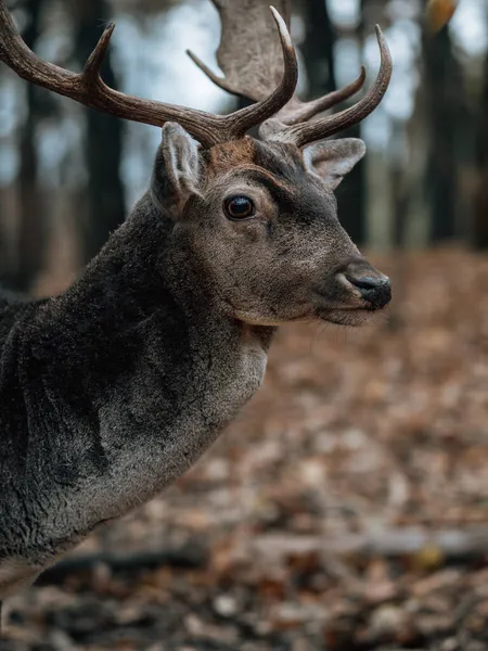 Cervo Nella Foresta — Foto Stock