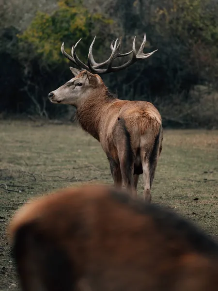 Deer Stag Portrait Woods — Stock Photo, Image