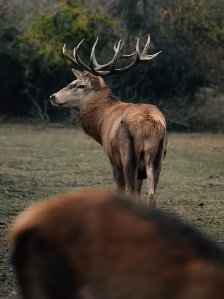 Ritratto Cervo Nel Bosco — Foto Stock