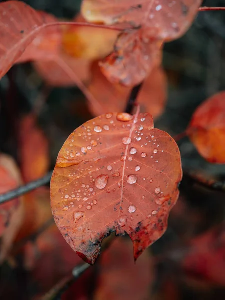 Rojo Otoño Hojas Fondo — Foto de Stock