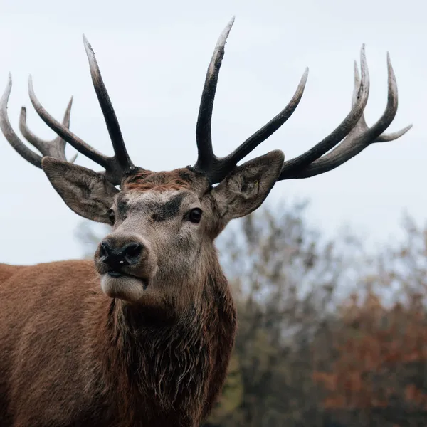 Ritratto Cervo Nel Bosco — Foto Stock