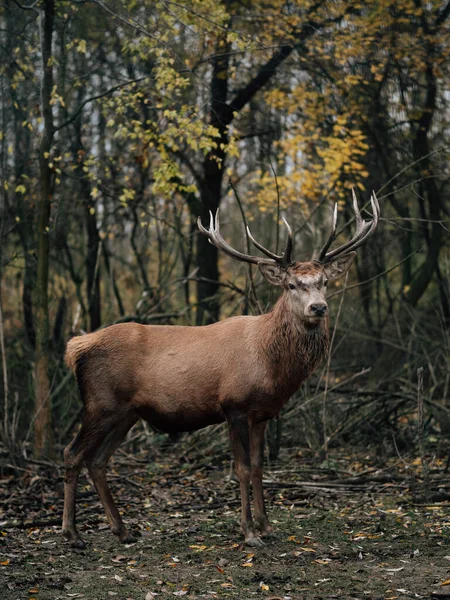 Hirschporträt Wald — Stockfoto